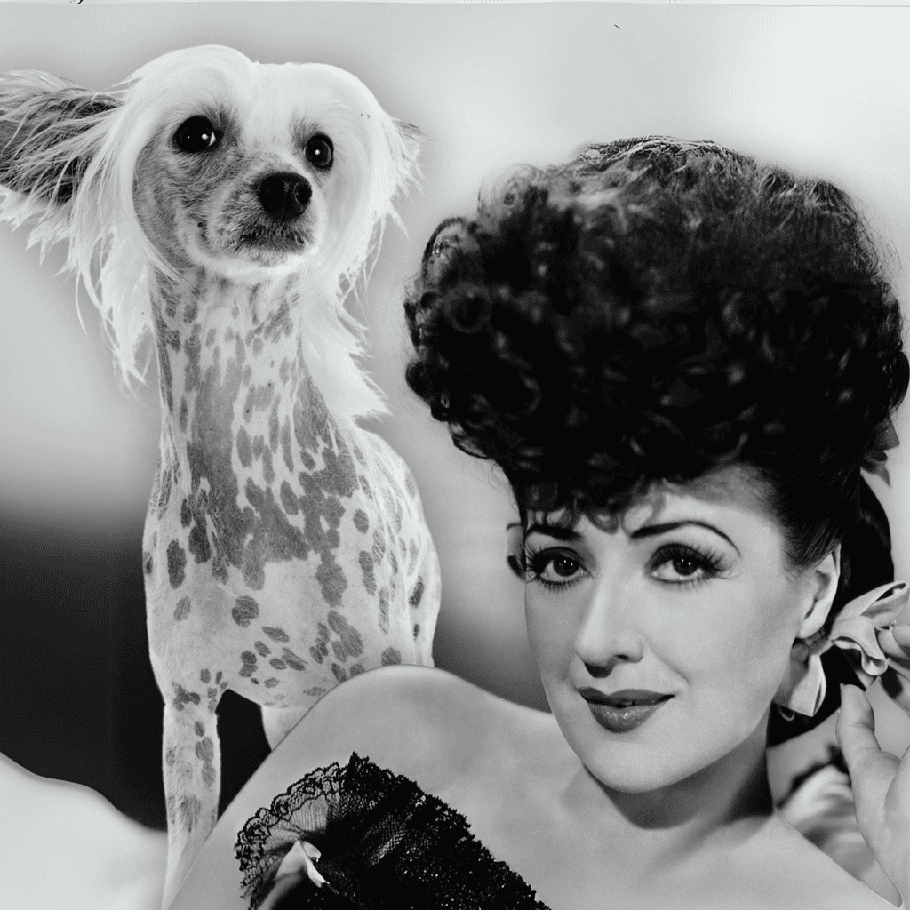 Chinese Crested A Burlesque Performer Brought Fame to the Breed