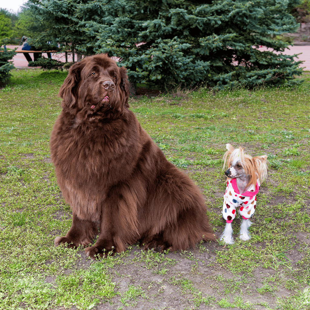 Chinese Crested Does This Breed Get Along With Other Pets