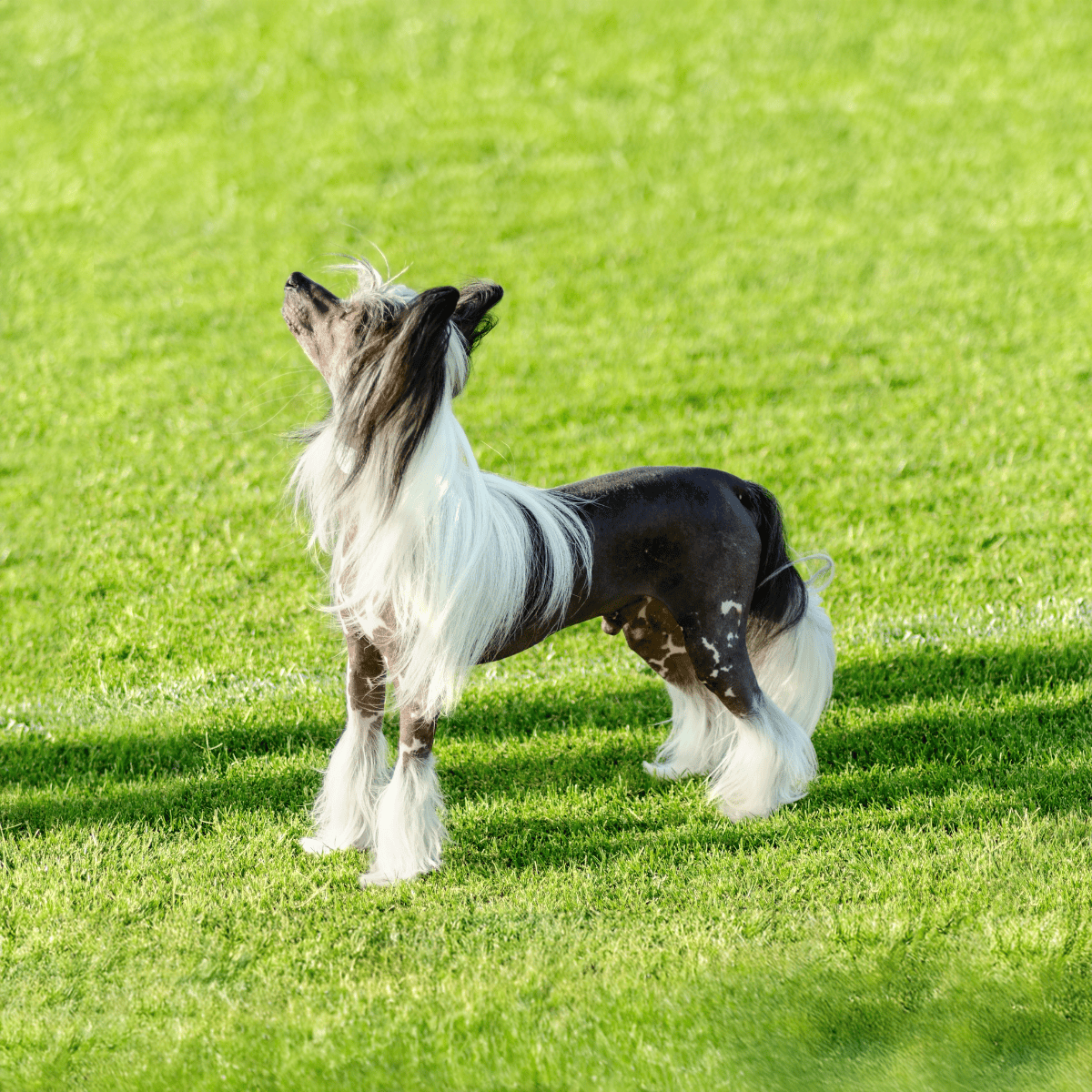 Elegant horse standing peacefully on lush green grass, showcasing its striking black and white coat and glossy mane.