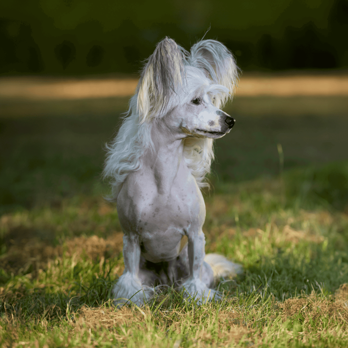 Stylish dog with long, flowing hair on a grassy field.