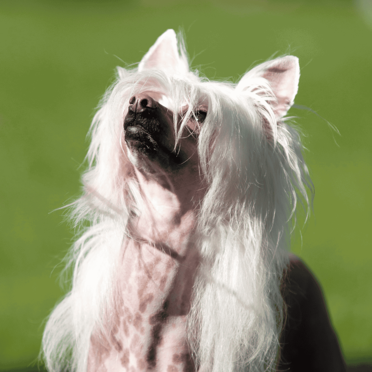 Dog grooming and pet care tips, dog grooming services, and dog health advice for pet owners.