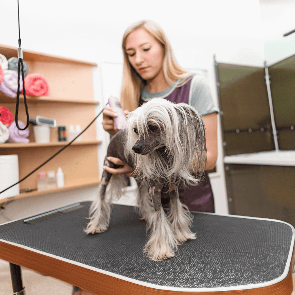 Chinese Crested Grooming