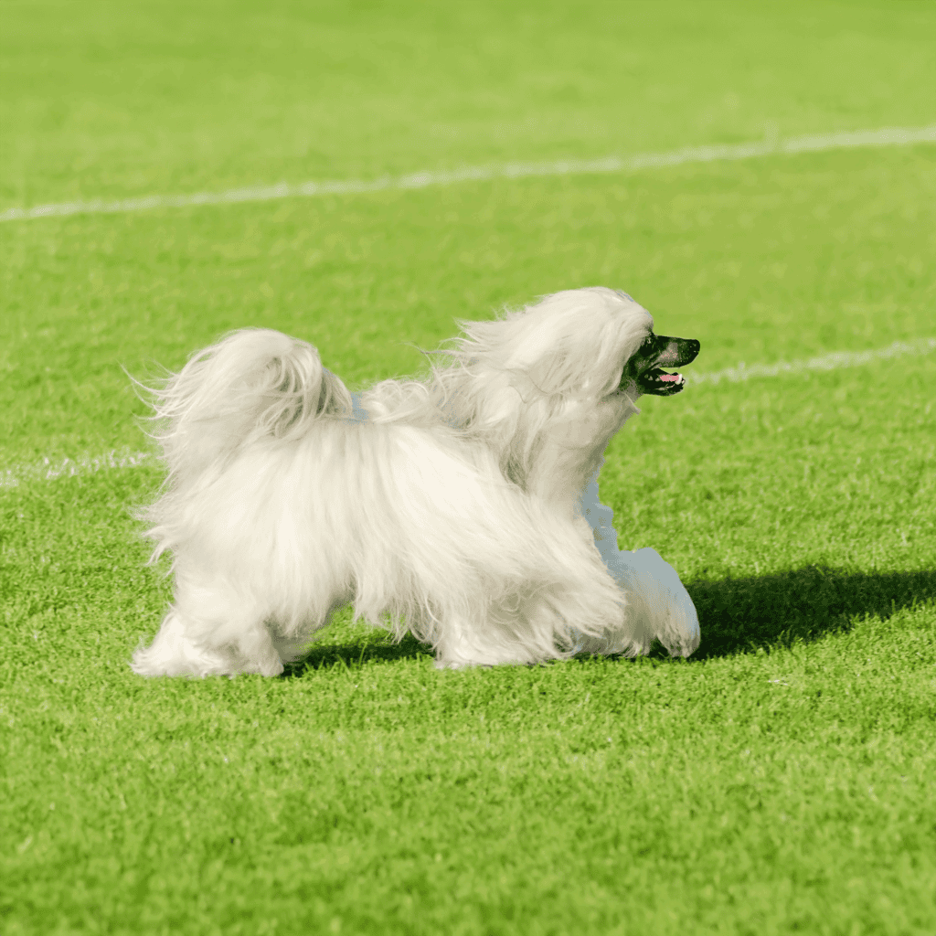 Adorable dog running lively on green grass, enjoying outdoor play and exercise. Perfect for dog lovers and pet care enthusiasts.