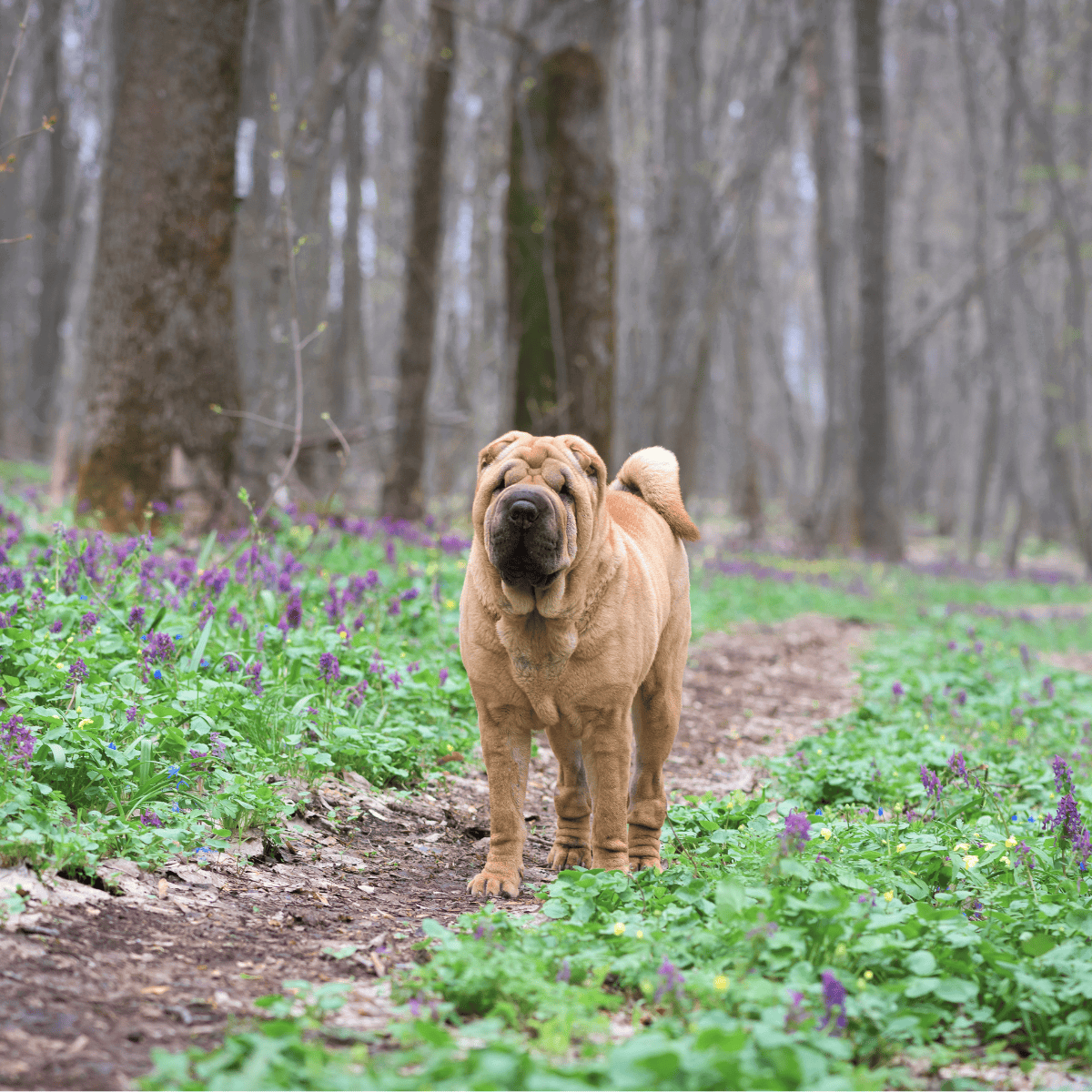Dog standing on a trail in a forest with purple wildflowers.