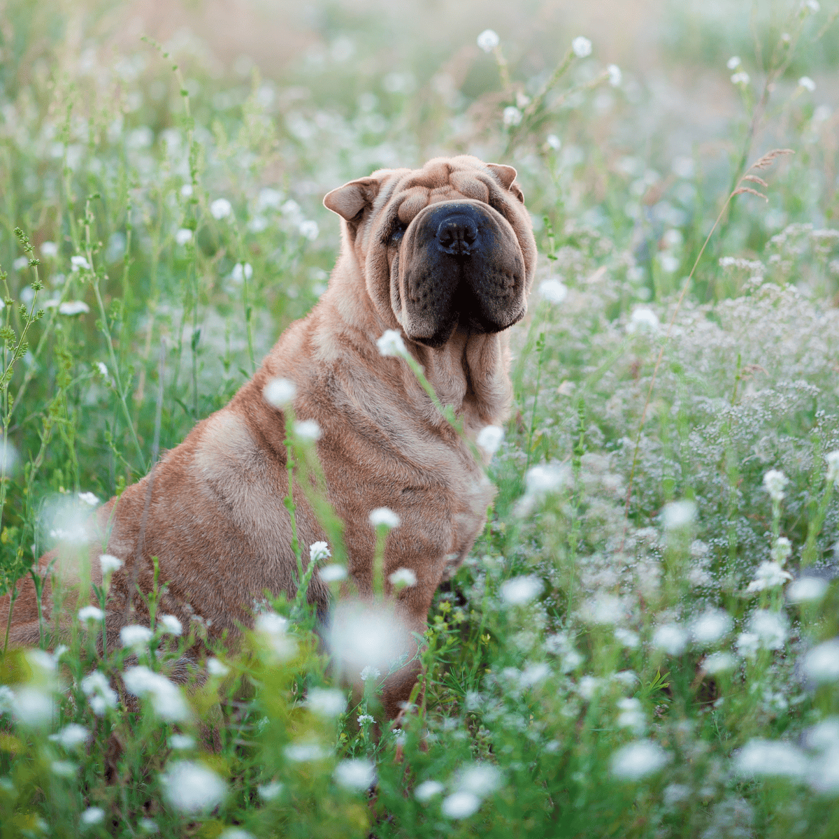 Adorable dog sitting among white wildflowers in a sunny meadow, perfect for pet lovers.