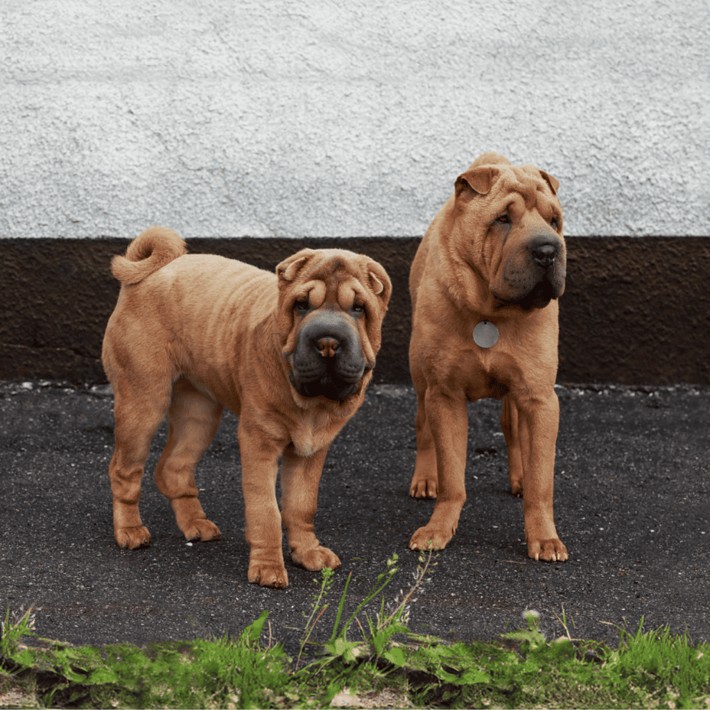 Chinese Shar Pei Male Vs. Female