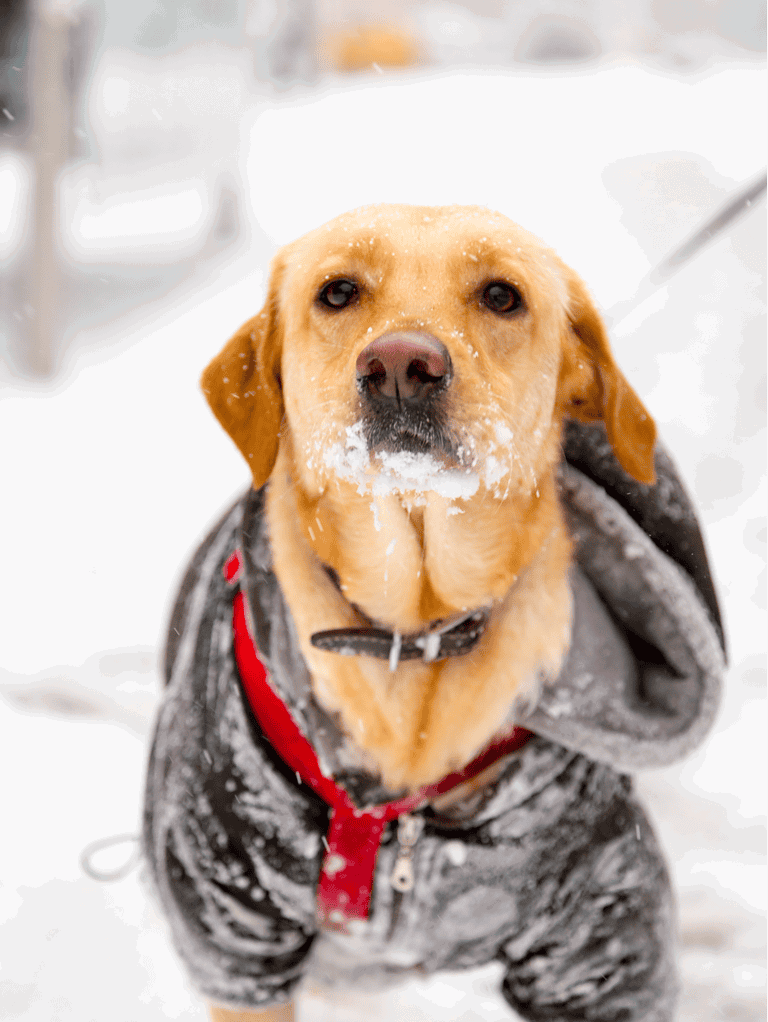 Adorable golden retriever in snowy weather wearing a stylish black and red winter coat.
