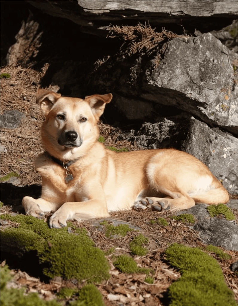 Chinook Final Thoughts