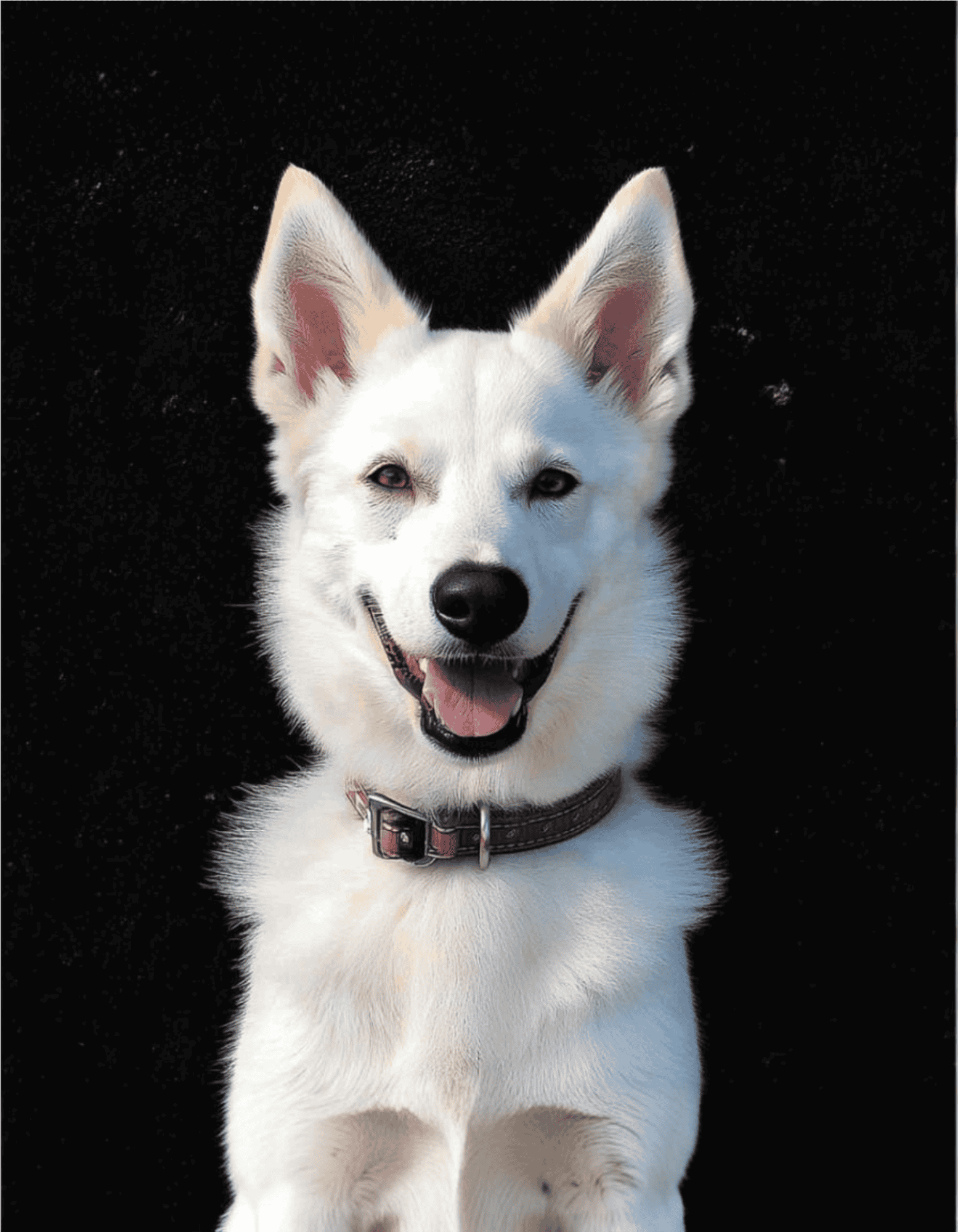 Friendly white dog smiling with black background.