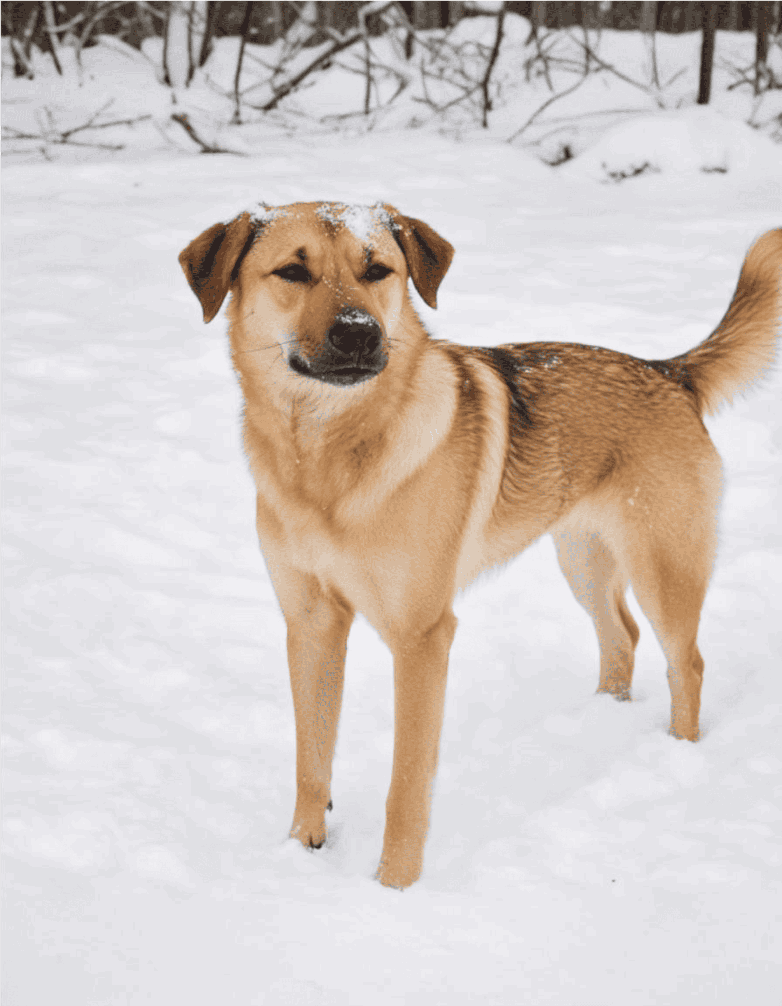 Dog playing outside in snow, winter outdoors, dog in nature, playful dog, snow day fun.