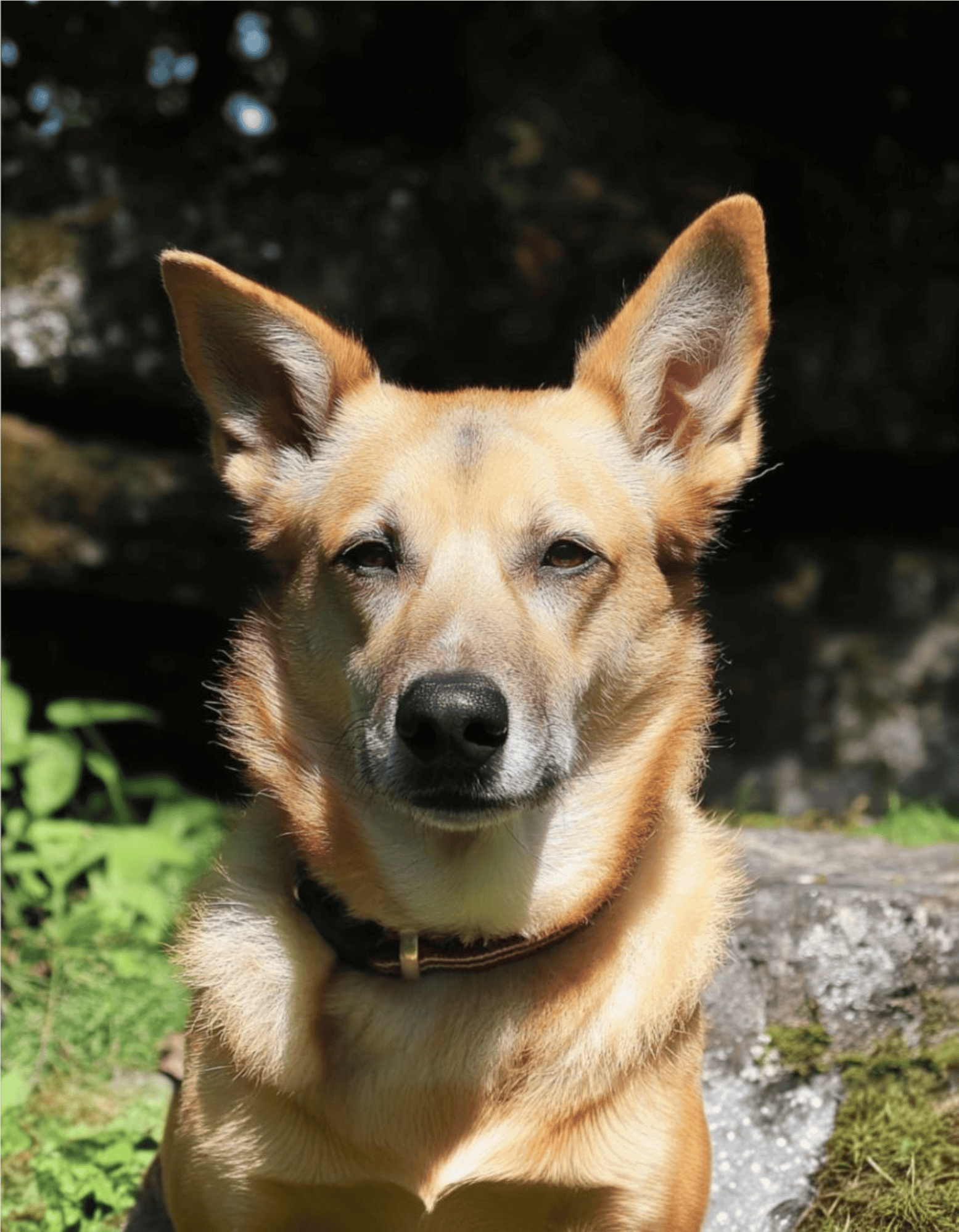 Adorable dog sitting outdoors surrounded by nature, perfect for pet lovers and dog care tips.