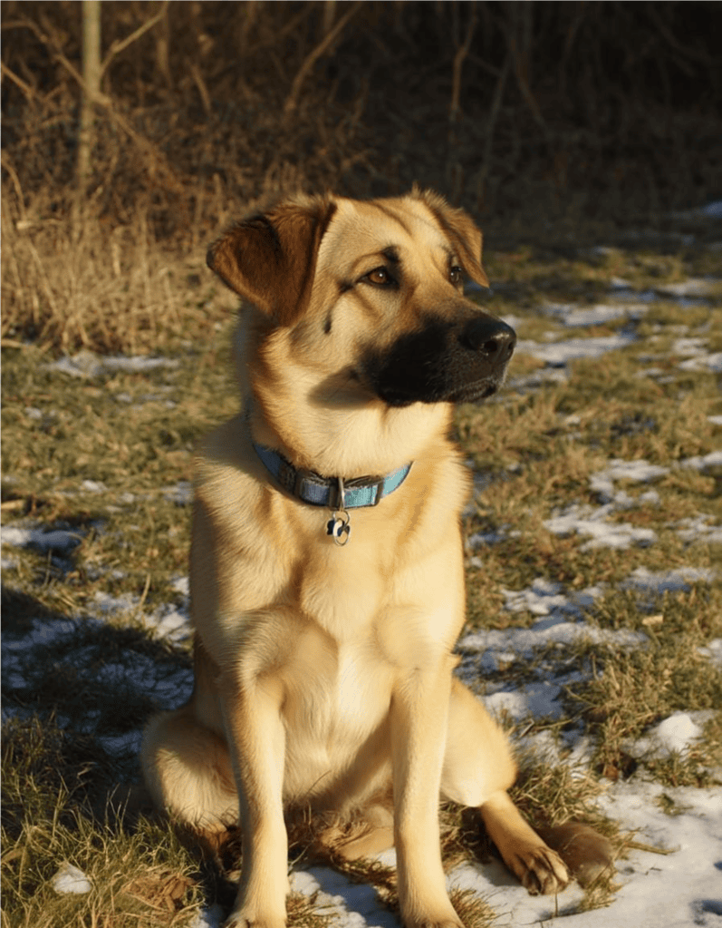 Adorable dog sitting on grass in a natural outdoor setting with patches of snow.