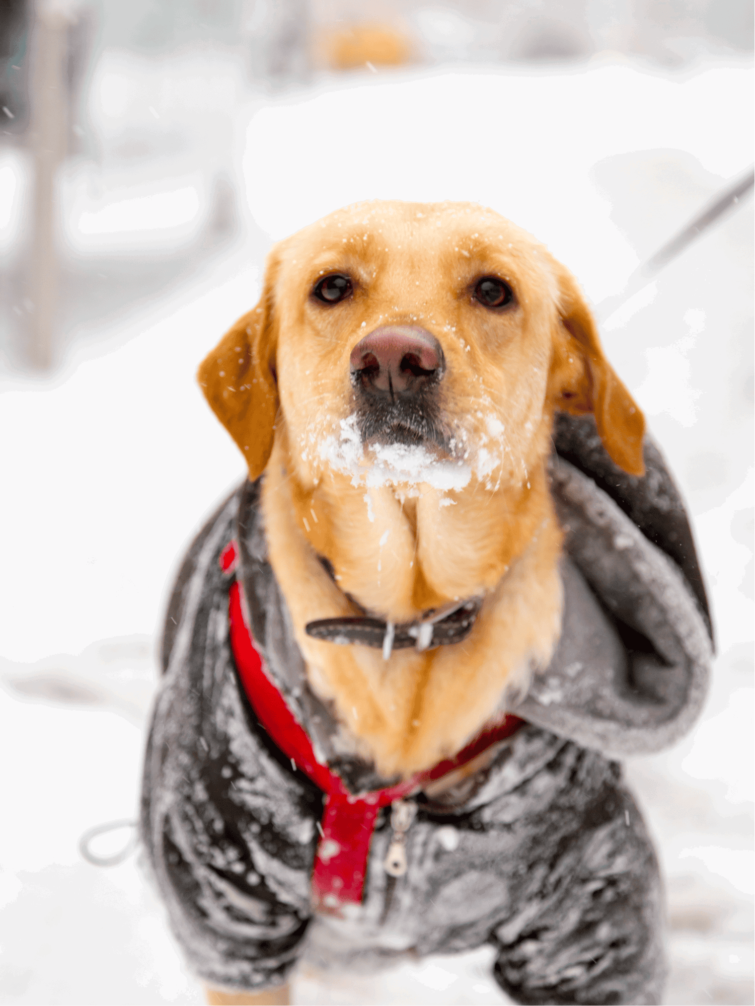 Adorable golden retriever in snowy weather wearing a stylish black and red winter coat.