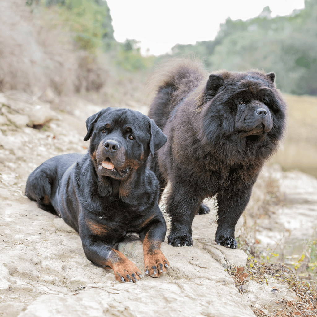 Two dogs, a Rottweiler and a Chow Chow, enjoying a scenic outdoor landscape together.