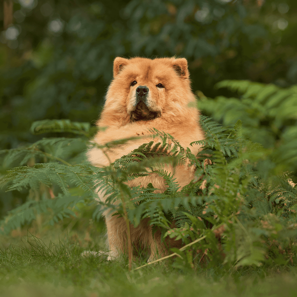 Chow Chow Final Thoughts