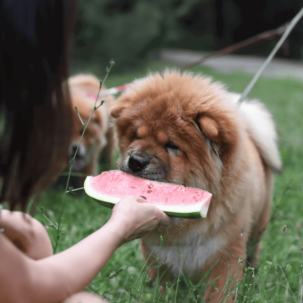 Chow Chow Food & Diet Requirements