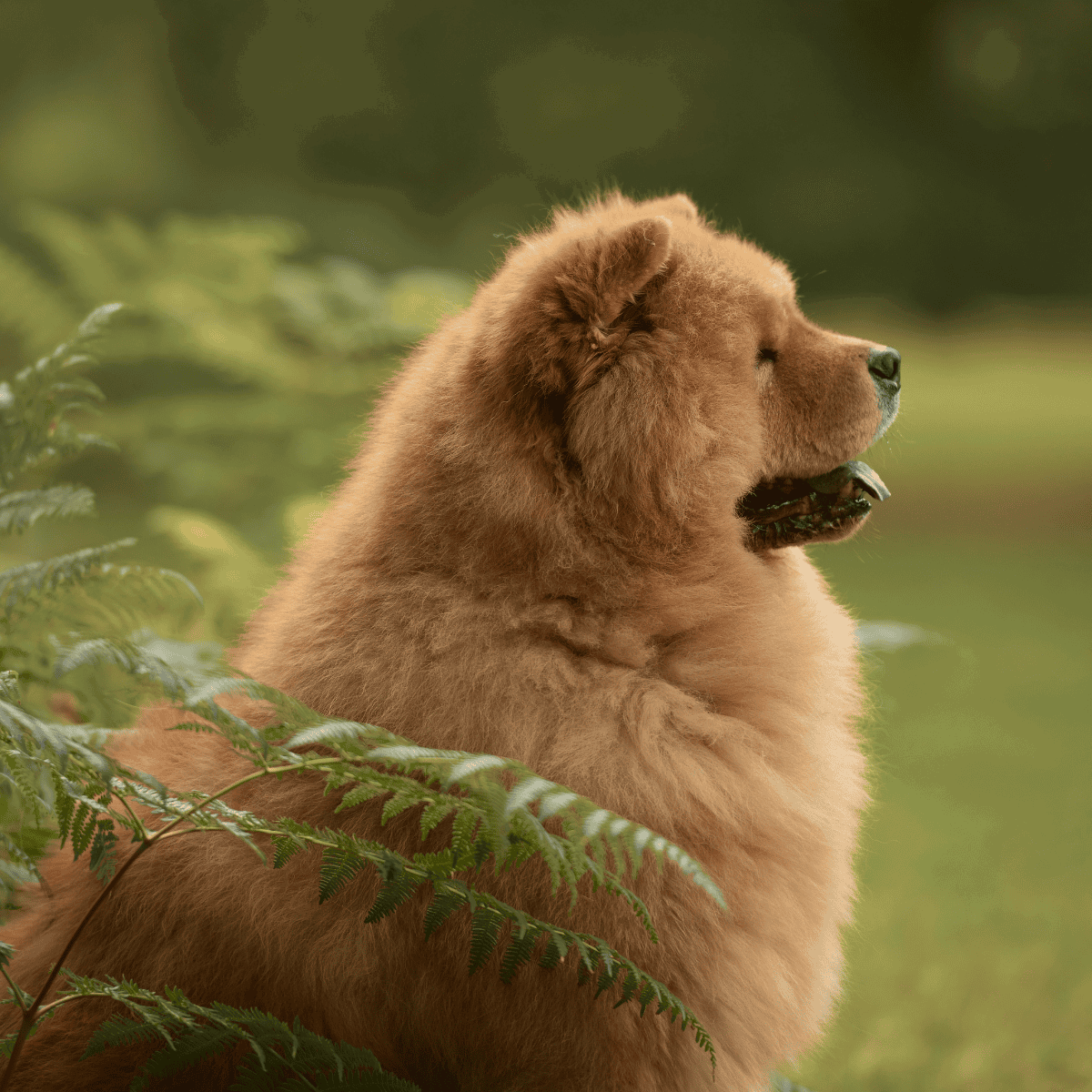 Close-up of a fluffy brown dog sitting outdoors among greenery, showcasing a peaceful expression.
