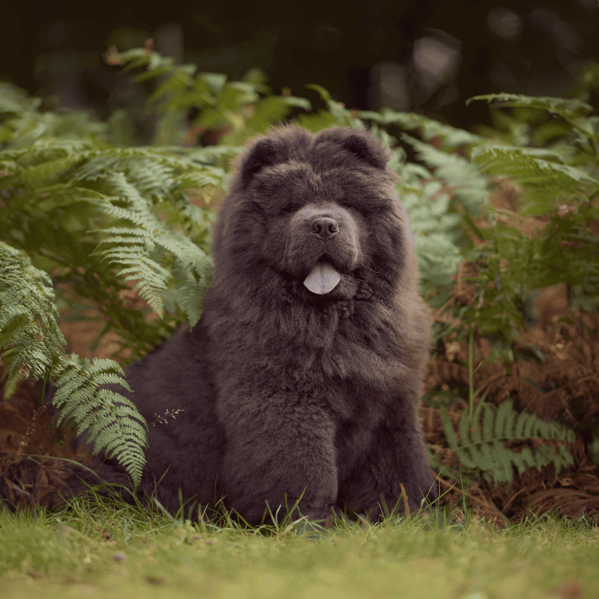 Adorable fluffy puppy sitting among lush green fern leaves.