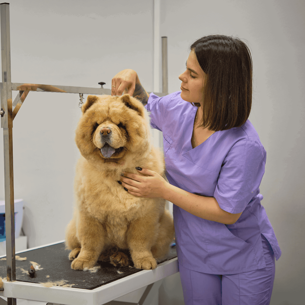 Chow Chow Grooming