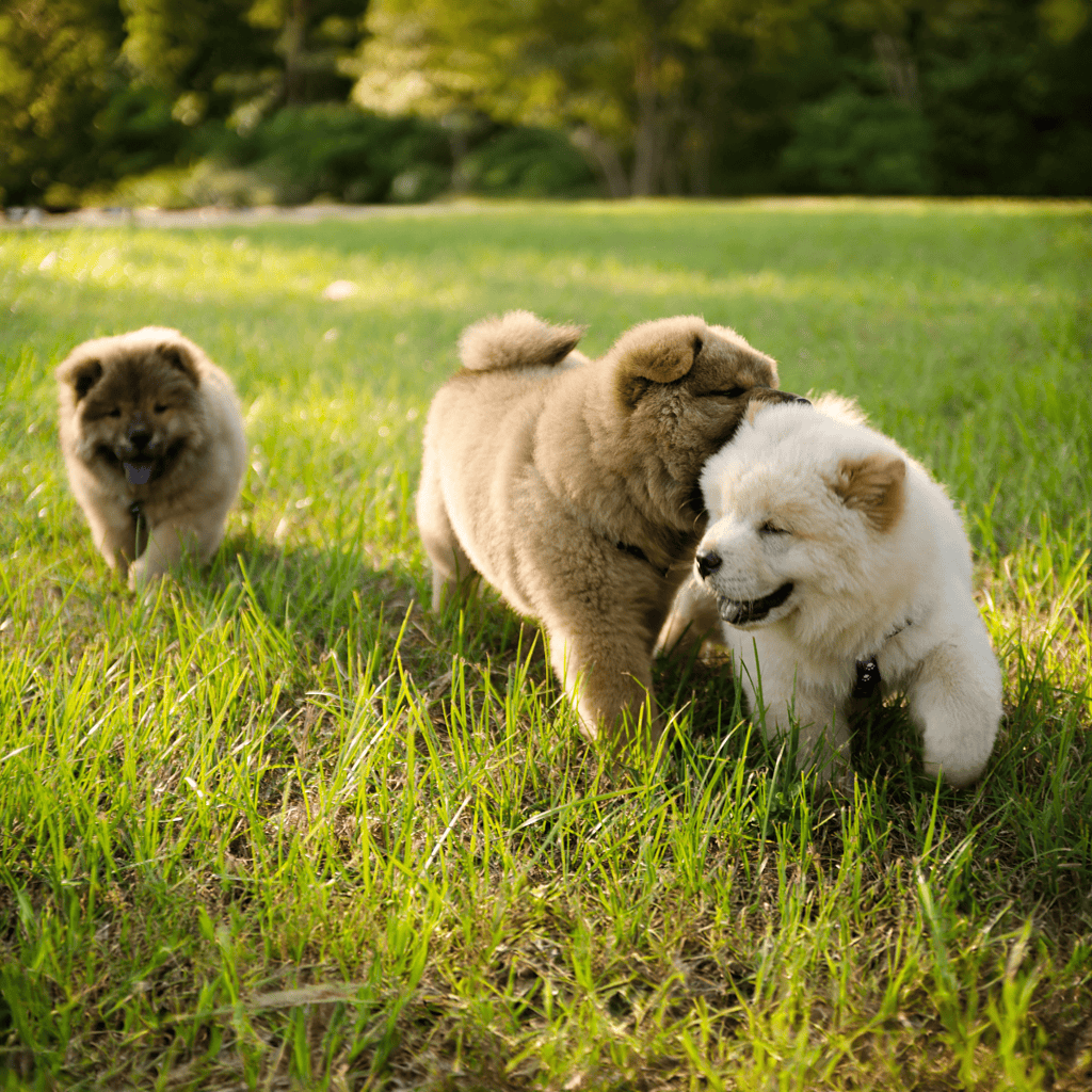 Chow Chow Puppies