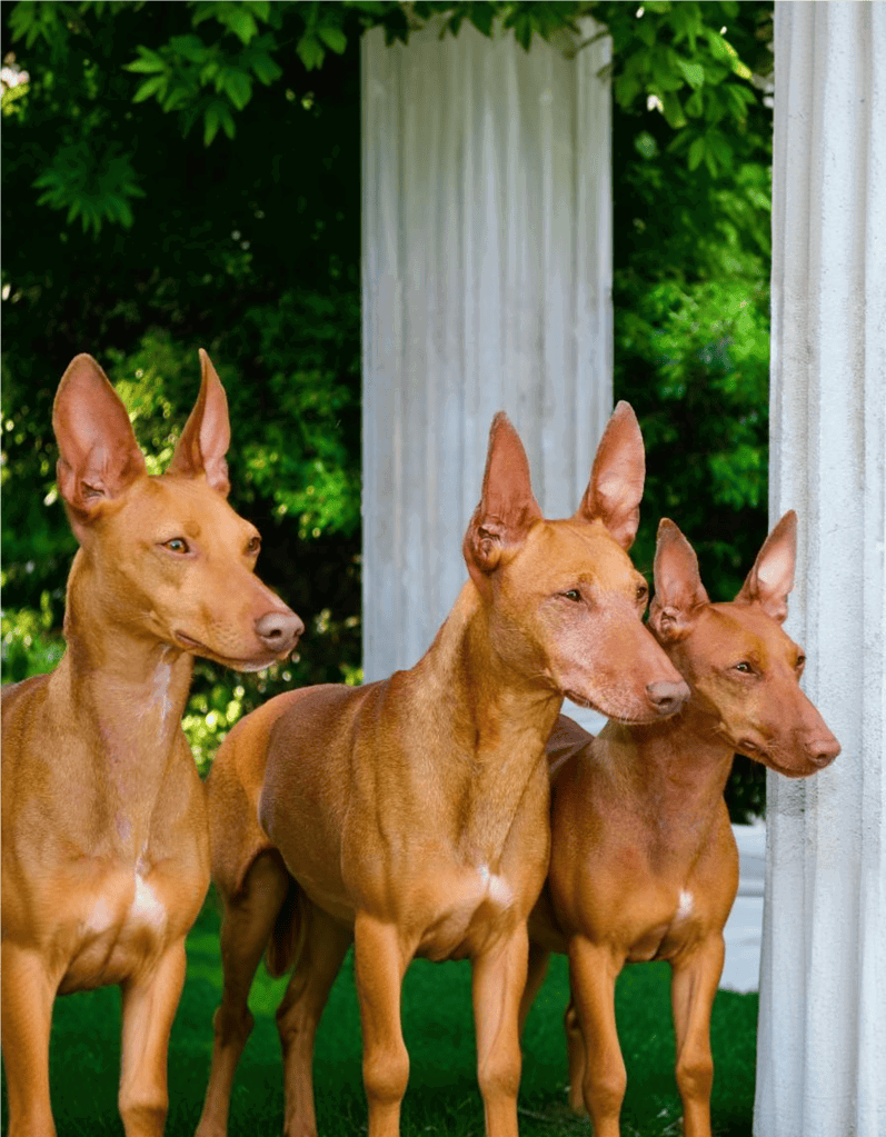 Cirneco Dell'Etna Male Vs. Female