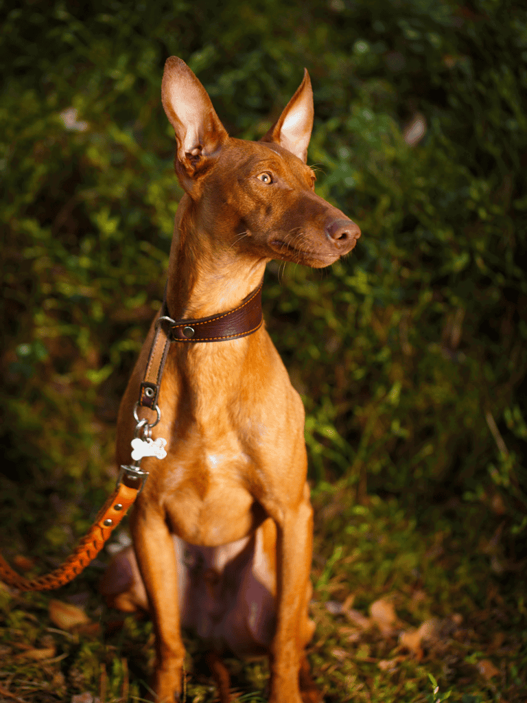 Cirneco Dell'Etna Training
