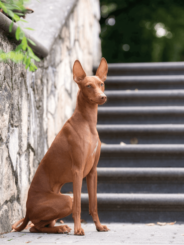 A brown dog sitting outdoors by steps and stone wall, alert and curious, in a peaceful park setting.