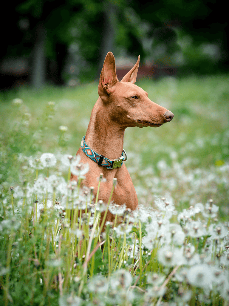 Adorable dog sitting peacefully amid white dandelions in a lush, green outdoor setting. Perfect for dog lovers.