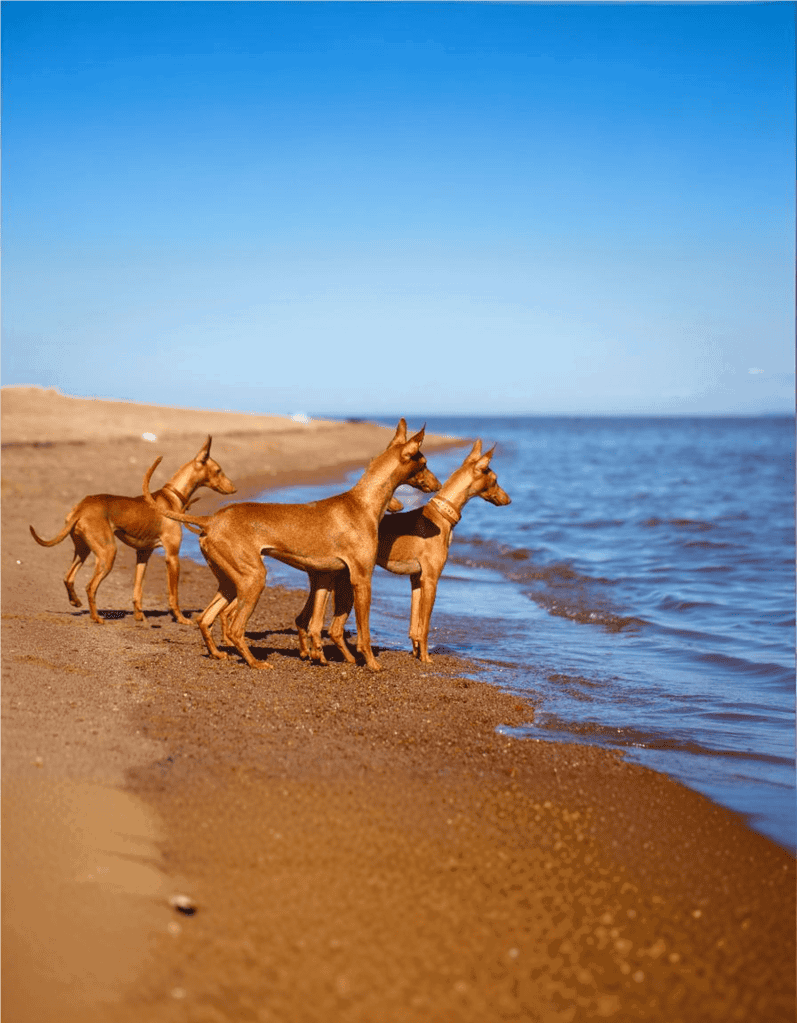 Dog playing on sandy beach and enjoying the ocean view with friends. Perfect for outdoor dog activities and exercise.