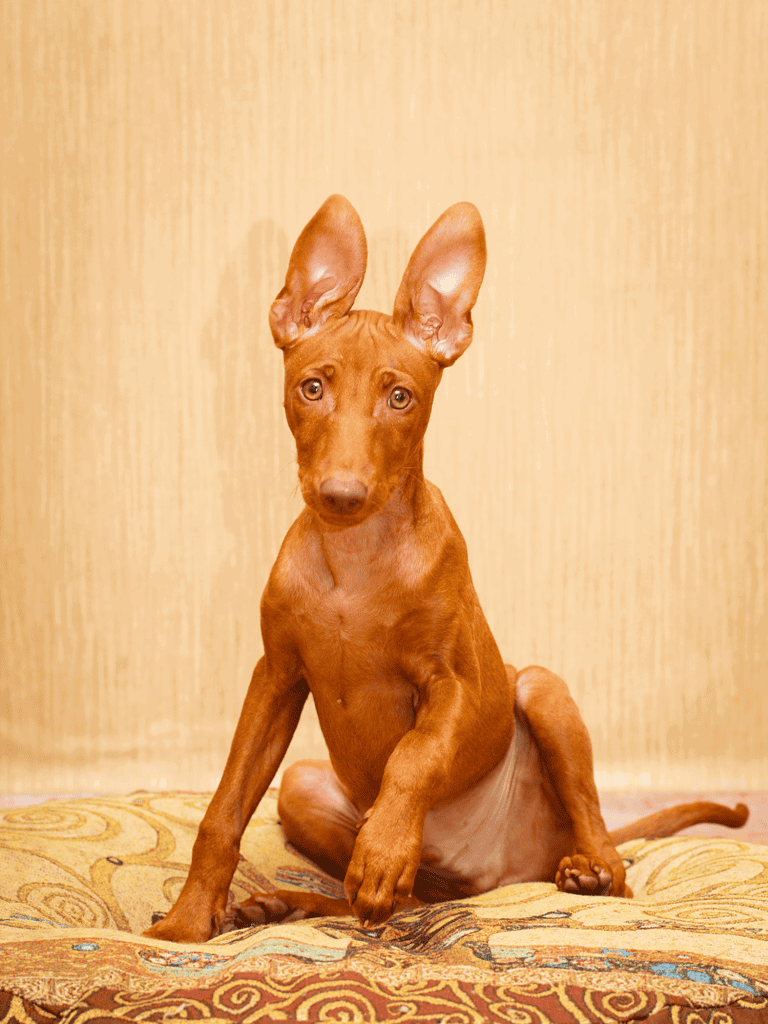 Cirneco dell'Etna Puppies