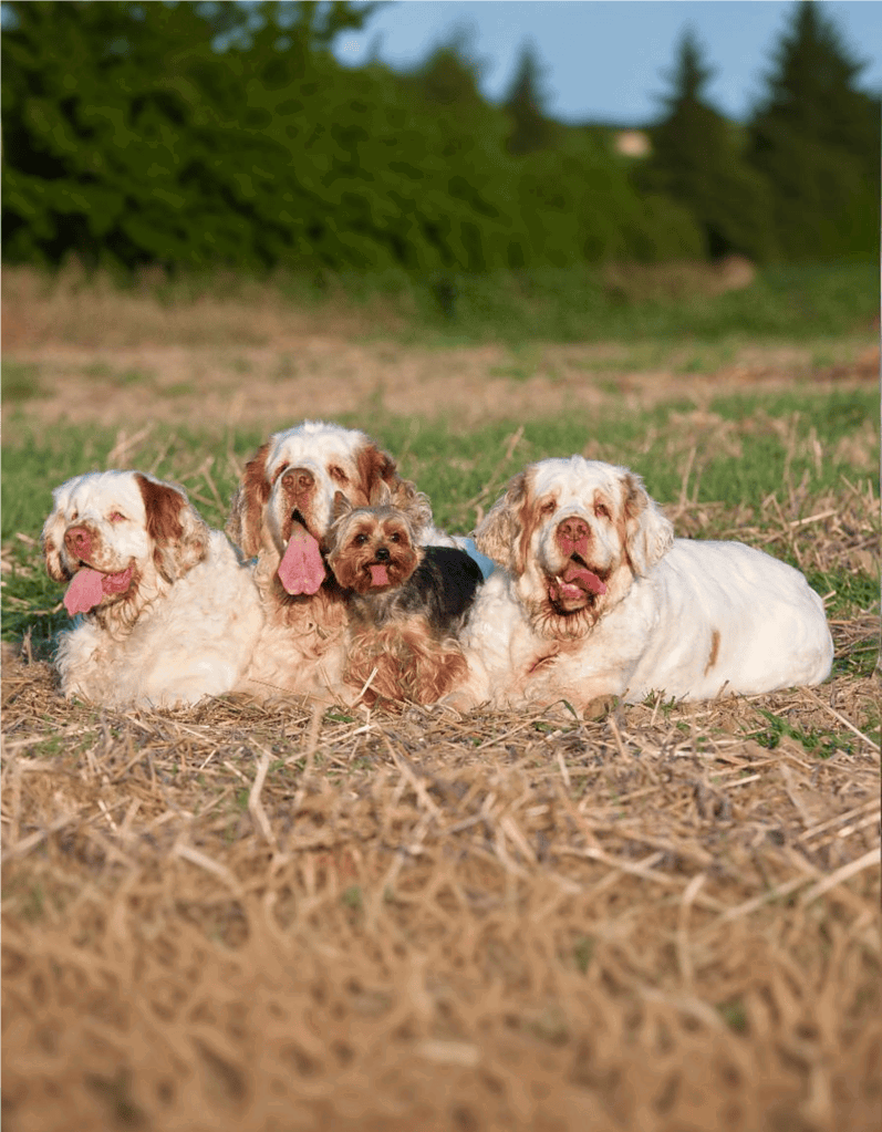 Clumber Spaniel Does This Breed Get Along With Other Pets