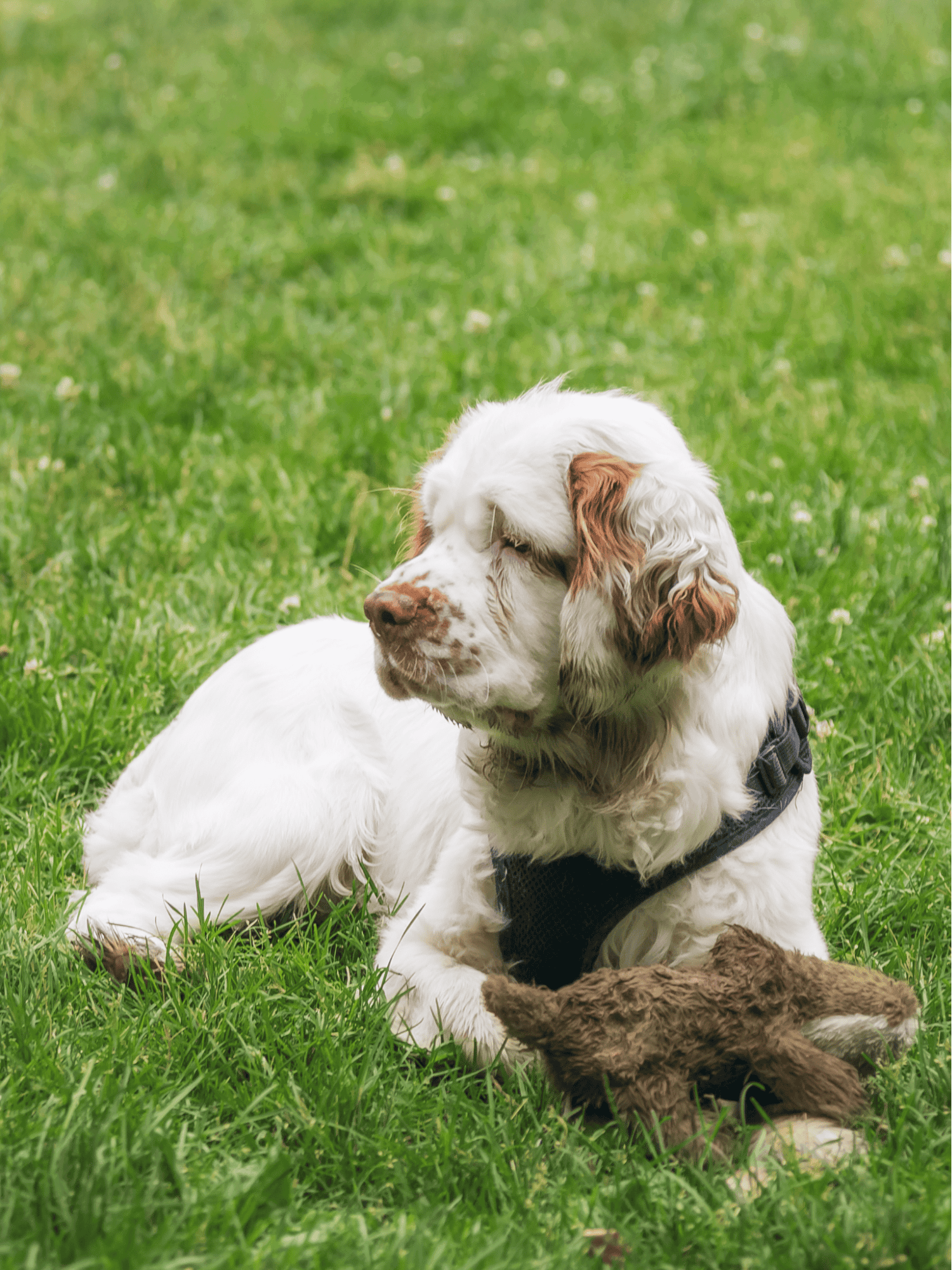 Adorable dog resting on lush green grass with a plush toy, perfect for pet care and dog training insights.