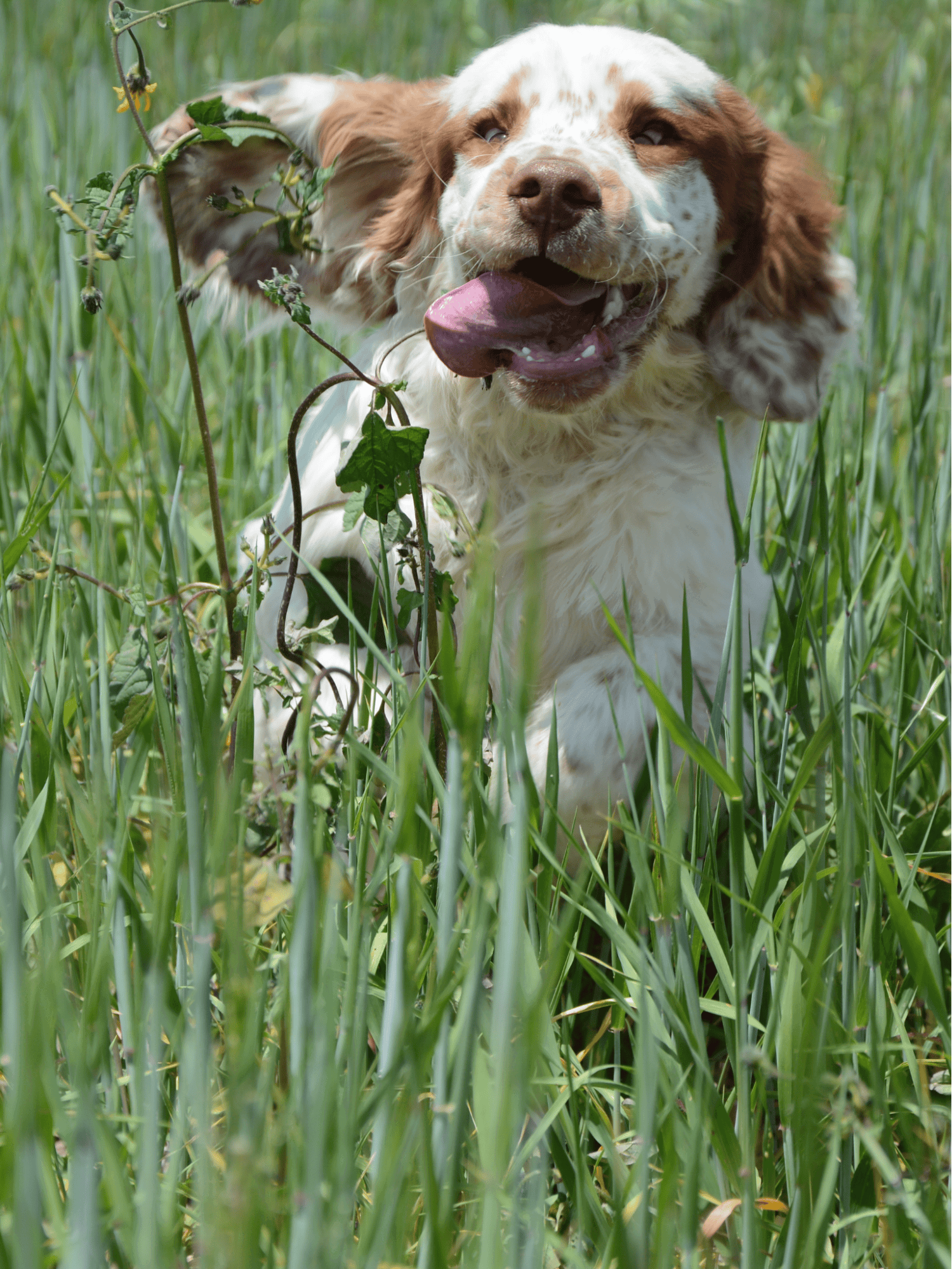 Adorable dog playing in tall grass, enjoying outdoor adventure.