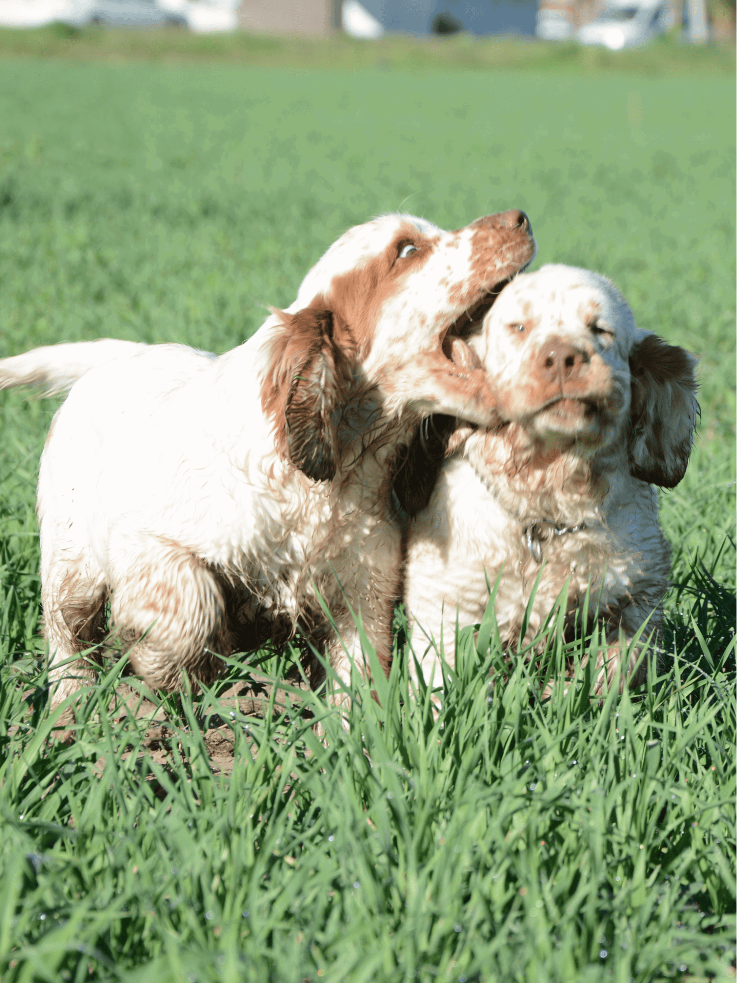Adorable English Springer Spaniel puppies engaging in playful interaction outdoors.