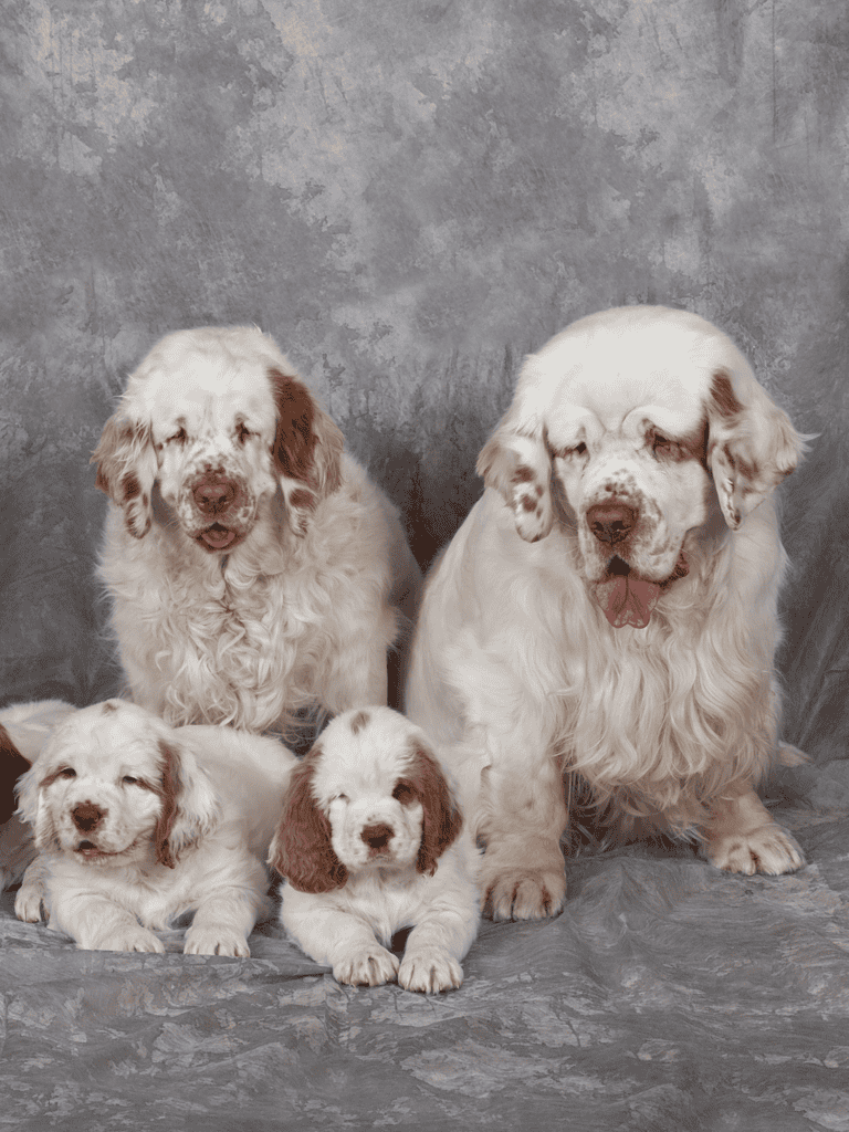 Clumber Spaniel Male Vs. Female