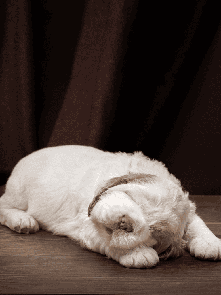 Clumber Spaniel No One Is Sure Where They Are From