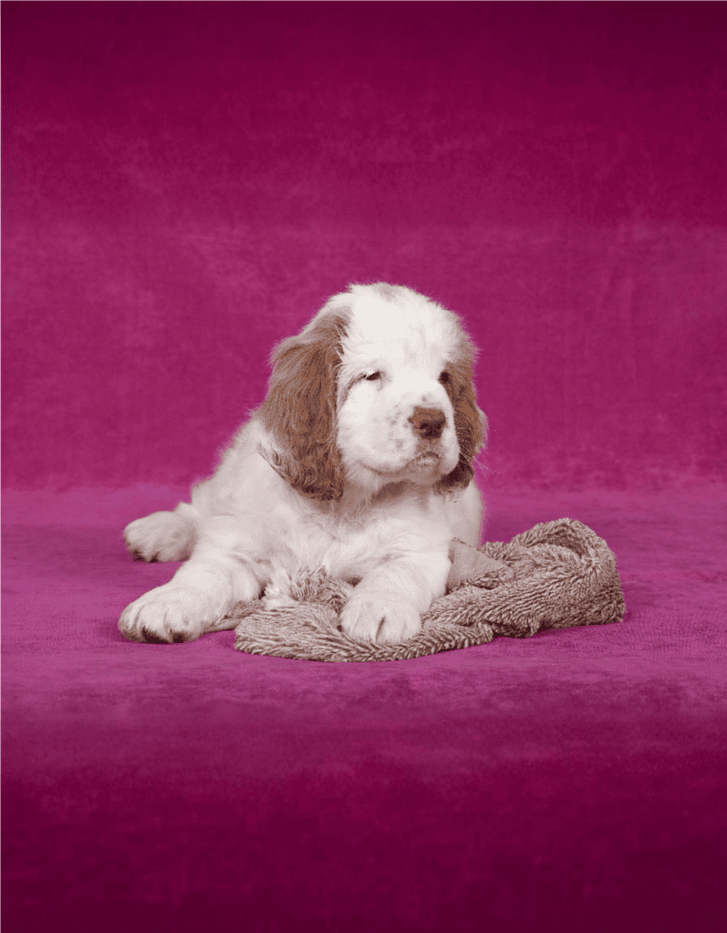 Cute English Setter puppy resting on cozy blanket, ideal for dog care and petsitting services.