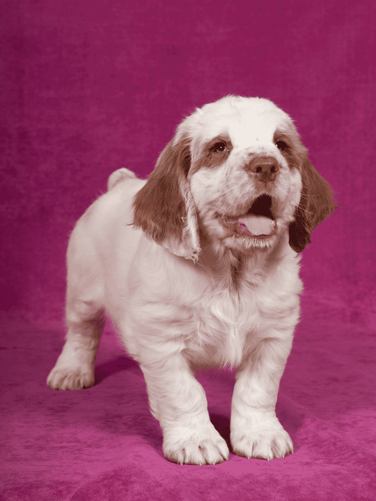 Clumber Spaniel They Probably Have Hound and Spaniel Blood