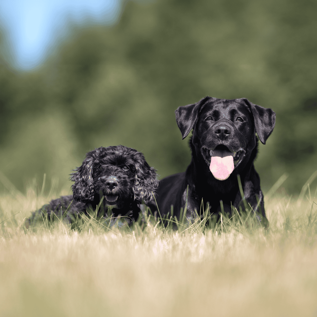 Adorable puppies lounging on green grass in a sunny outdoor setting.