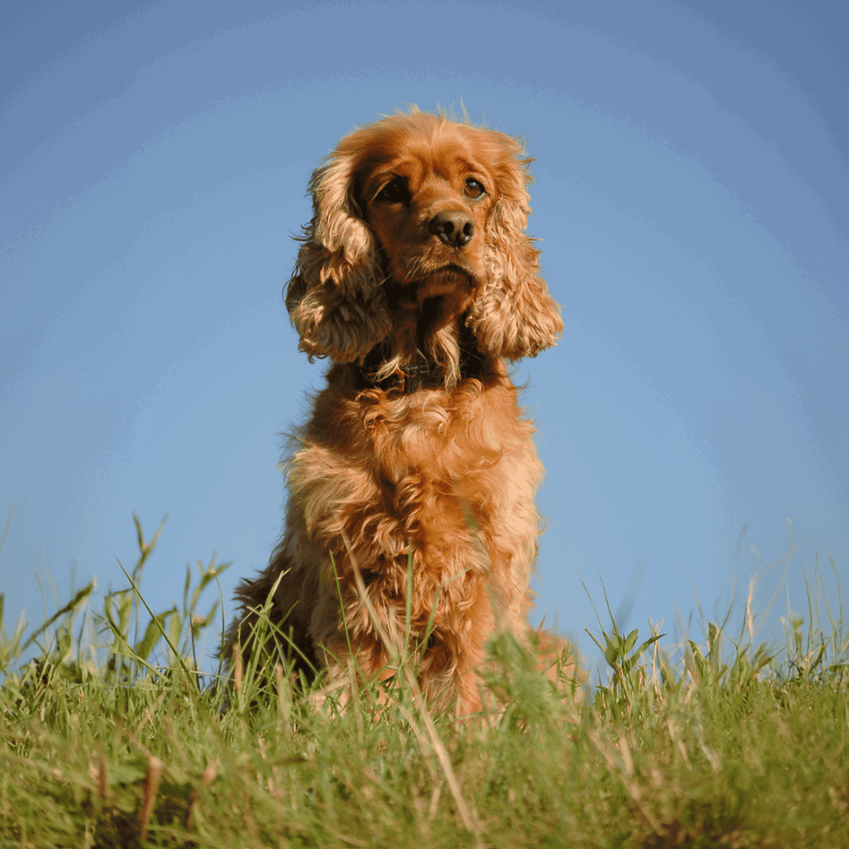 Adorable Cocker Spaniel puppy with soft, wavy fur enjoying nature.