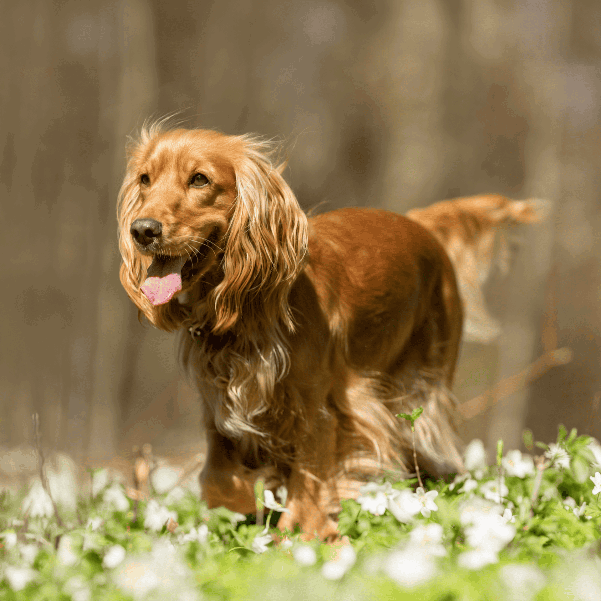 Friendly golden retriever in outdoor field with flowers, showcasing dog grooming and health support.