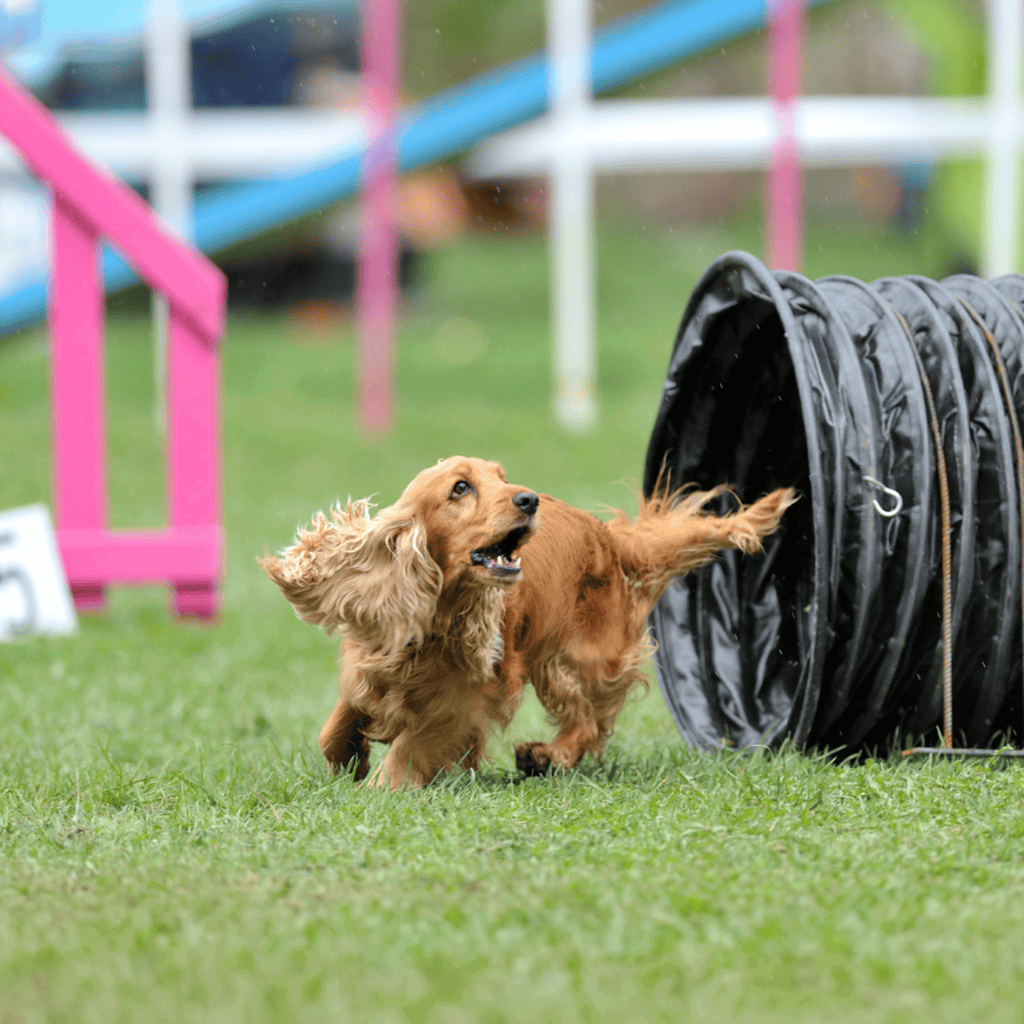 Active dog agility training with tunnel obstacle for dogs.