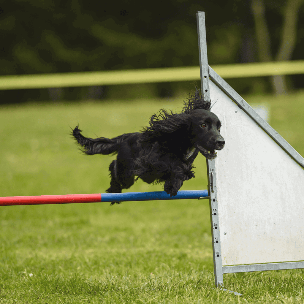 Cocker Spaniel Training