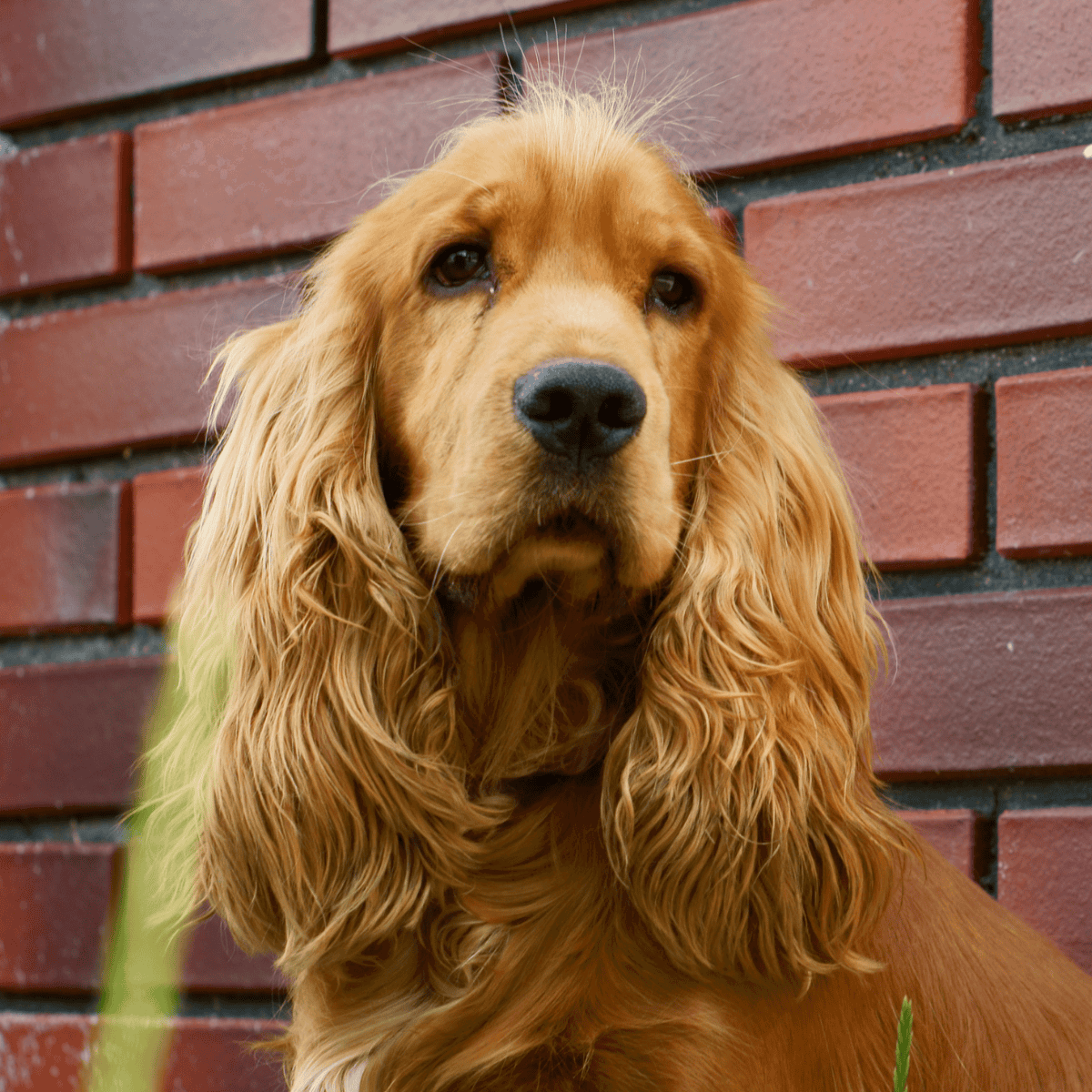 Adorable golden Cocker Spaniel puppy with long, silky ears against a brick wall. Perfect for dog care and training tips.