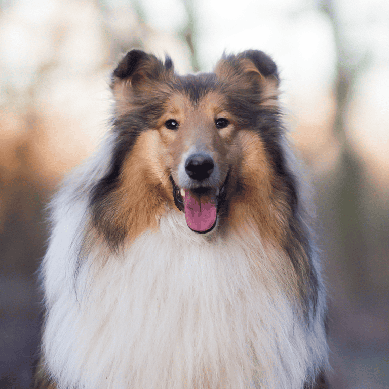 Elegant Shetland Sheepdog smiling outdoors.