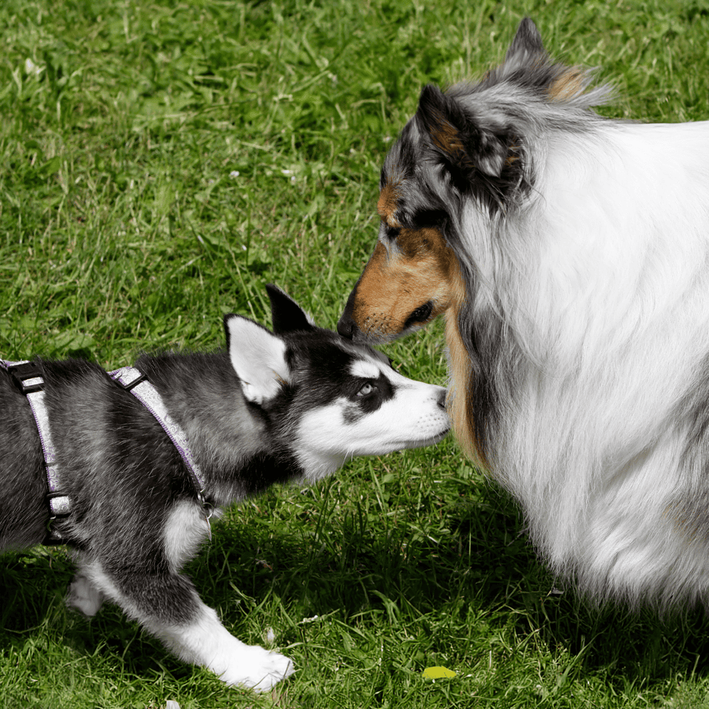 Collie Does This Breed Get Along With Other Pets