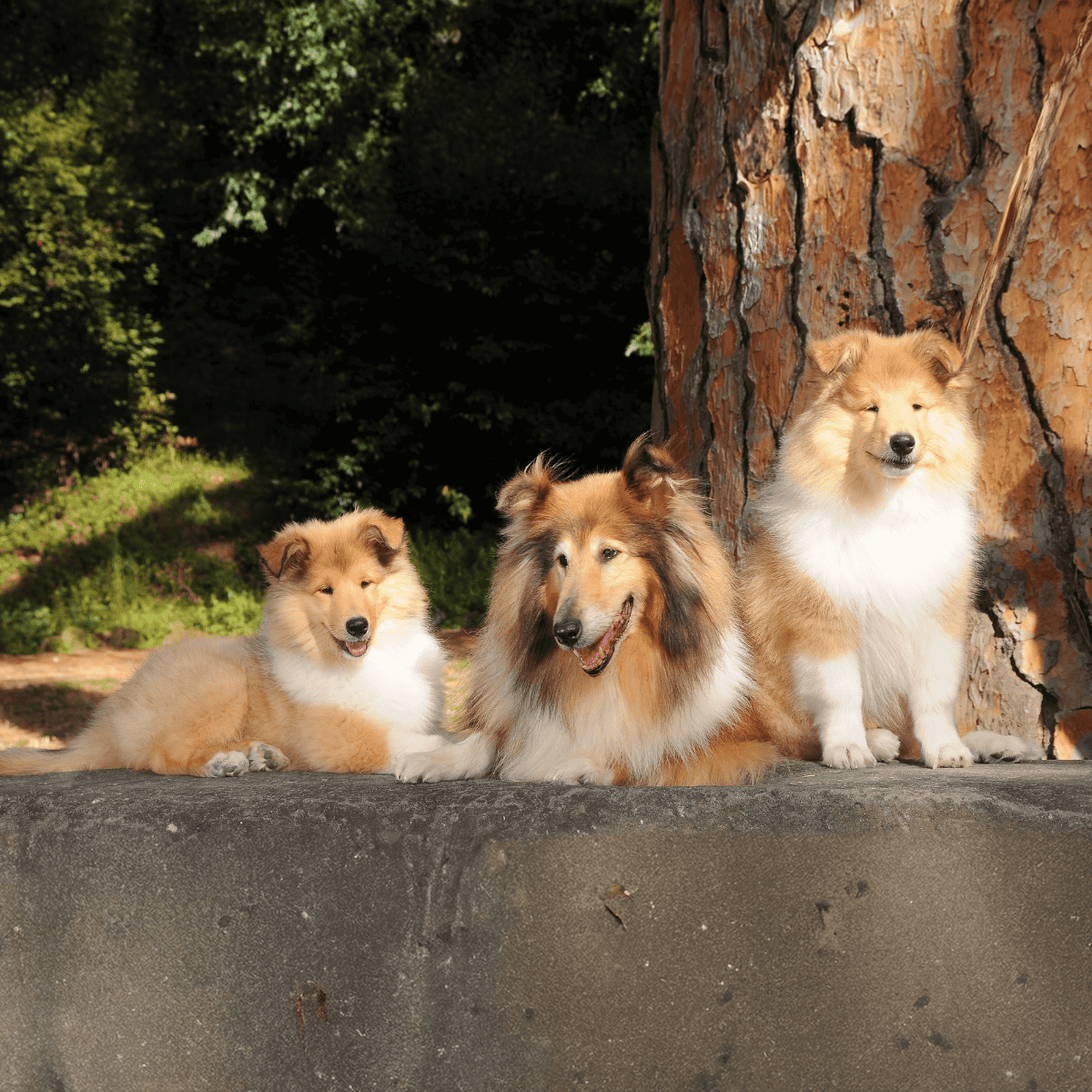 Adorable Sheltie puppies and Collie dog relaxing outdoors near a tree.