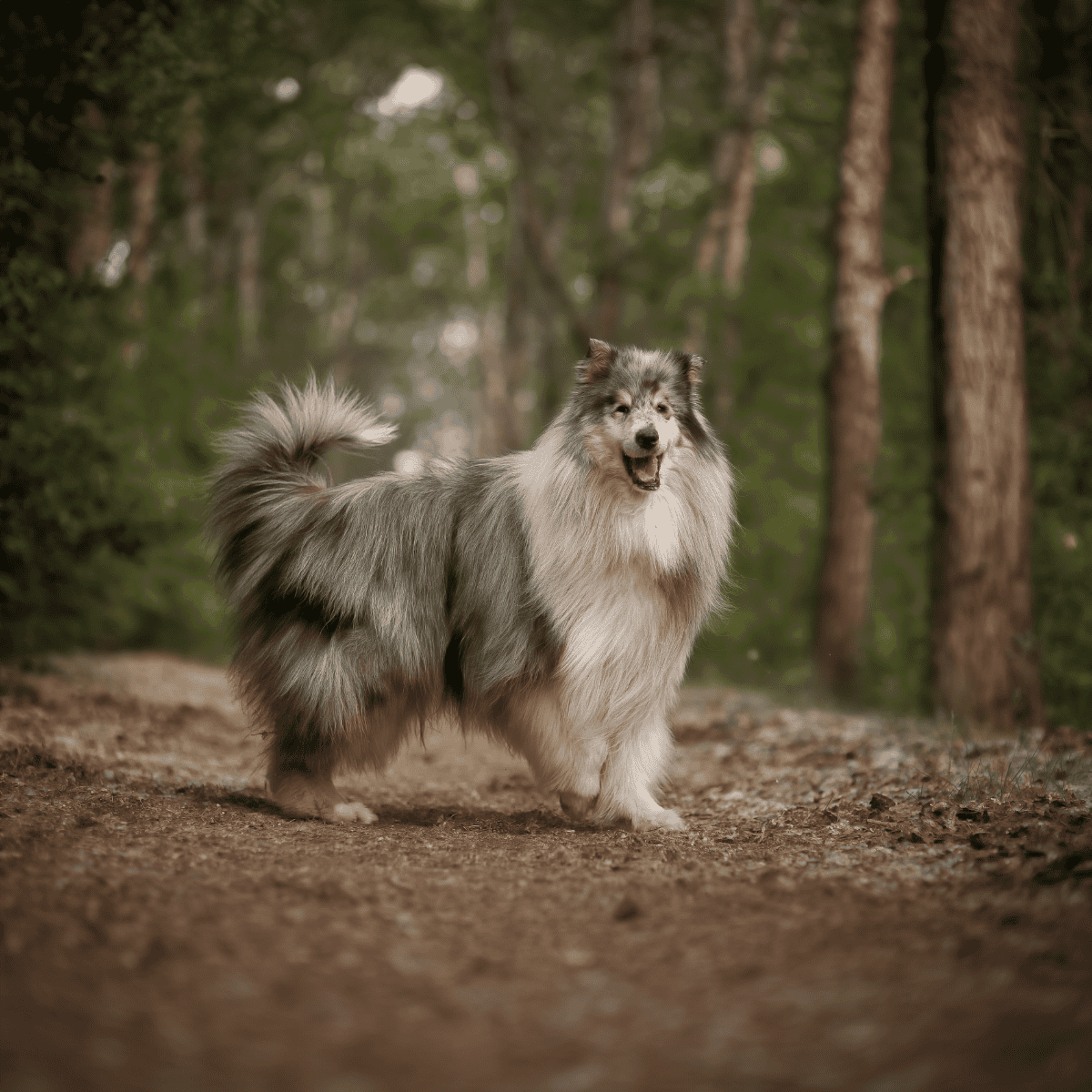Cute Shetland Sheepdog standing in a forest trail.