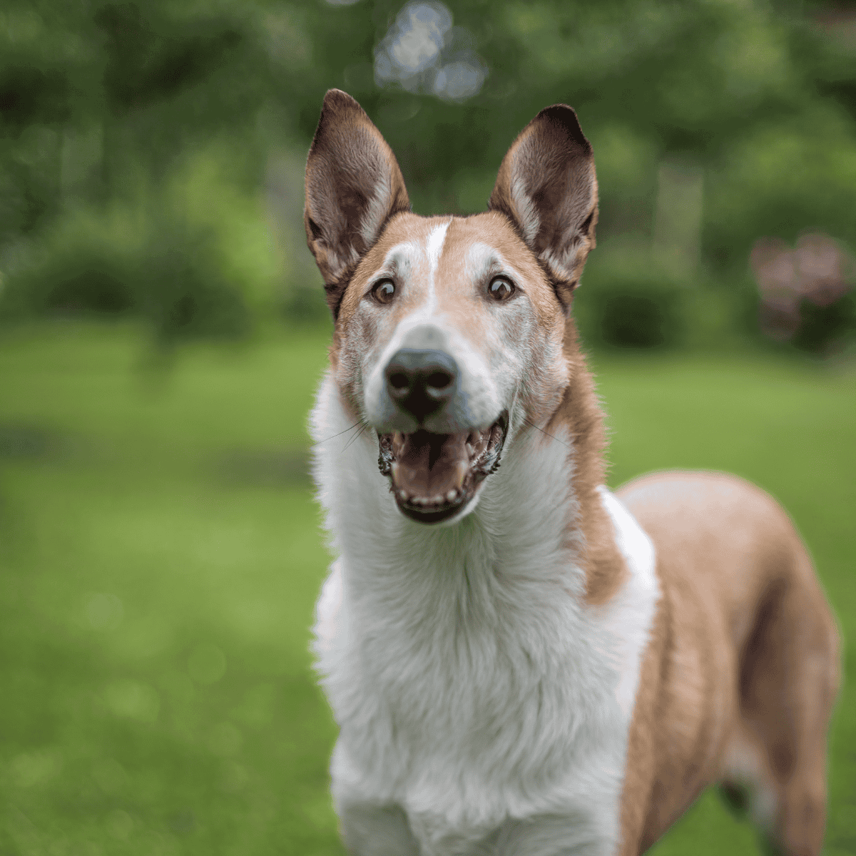 Close-up of a joyful, energetic dog with perked ears and a bright smile in a lush green park.