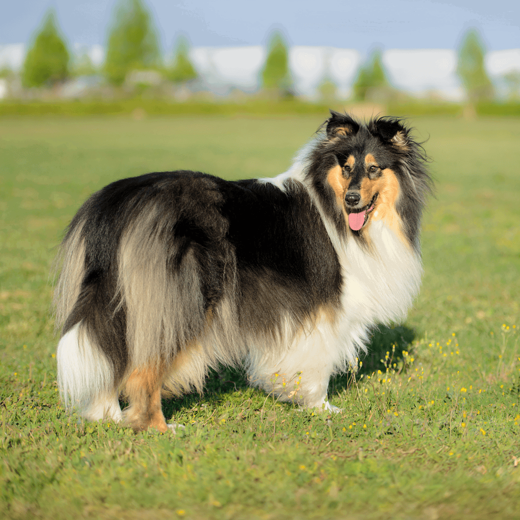 Adorable shetland sheepdog standing outdoors on a grassy field in a sunny park.
